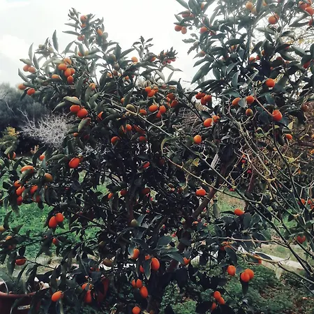 Panormitis House 克法洛斯