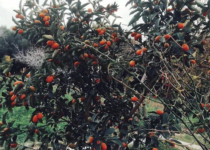 Panormitis House Кефалос